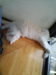 D1000027.jpg
