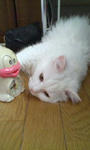 20100903091016.jpg