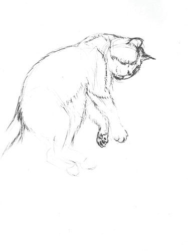 猫のスケッチその1_060903