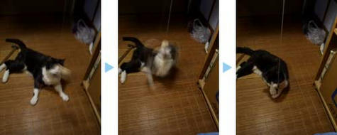 猫釣り