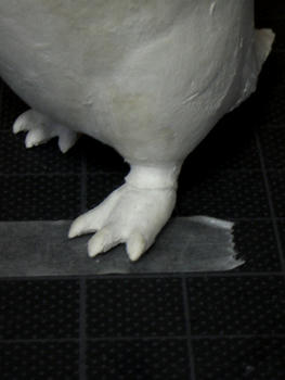 アデリーペンギン_足アップ_070930