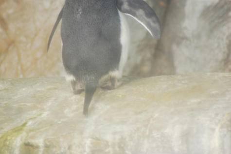 アデリーペンギン_尾羽の資料その１_071008