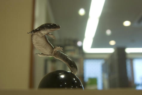 龍の系譜_トウキョウサンショウウオ002_120826