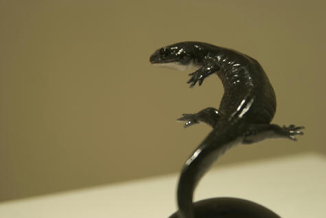 龍の系譜_トウキョウサンショウウオ001_120826