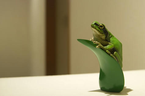 frog_001.jpg