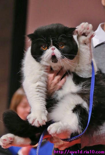 タカトシ牧場にｎｏ １ブサカワ猫の太郎くんが出演 きっかけは当ブログ ファイターズ やっぱり猫とファイターズｐａｒｔ２
