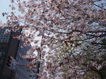 SAKURA_Odori-West13