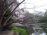 SAKURA_PrefGovGarden