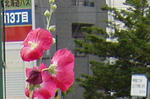 北7西12バス停と秋田県有地