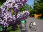 ライラックの花 大通公園