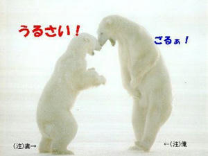 shirokuma_kenka.jpg