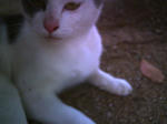 PICT0006.JPG