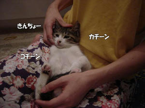 azu20.jpg