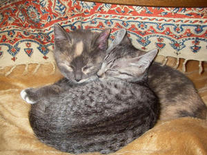 IMGP3495.JPG