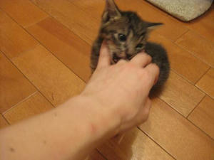 IMG_2833.JPG