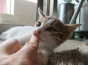 DSCF0386.JPG