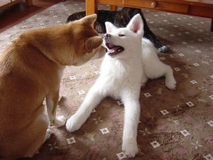 DSC04216.JPG