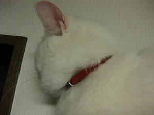 IMG_1276.JPG