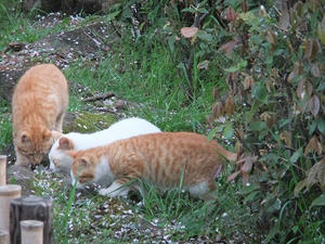 DSCF2060.JPG