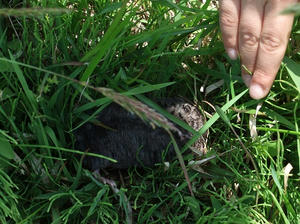 DSCF2250.JPG