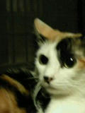 yomogi1.jpg