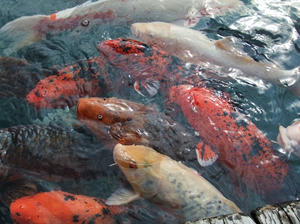 DSCF3905.JPG