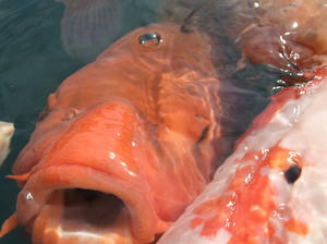 DSCF3907.JPG
