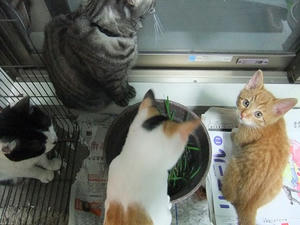 DSCF4078.JPG