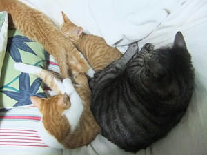 DSCF4133.JPG