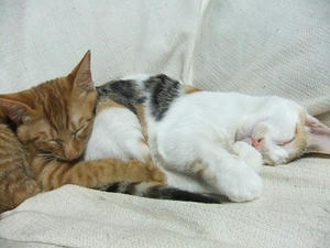 DSCF4170.JPG