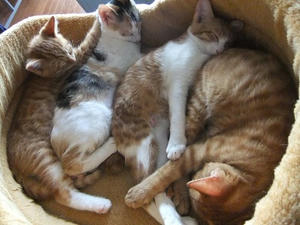 DSCF4196.JPG