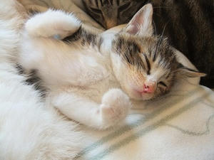 DSCF4703.JPG