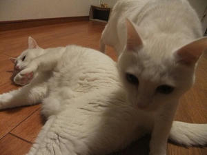 DSCF4944.JPG