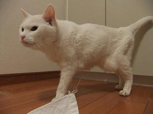 DSCF5250.JPG