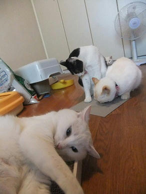 DSCF5817.JPG