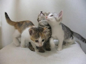 DSCF6276.JPG