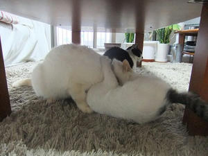 DSCF7329.JPG