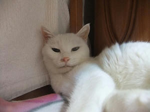 DSCF7183-1.jpg