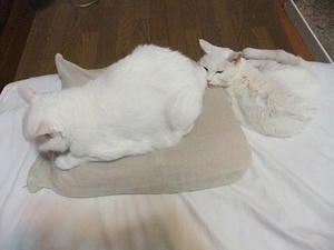 DSCF7398.JPG
