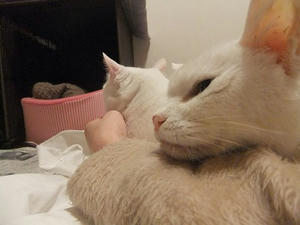 DSCF7209-1.jpg