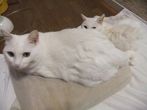 DSCF7390.JPG