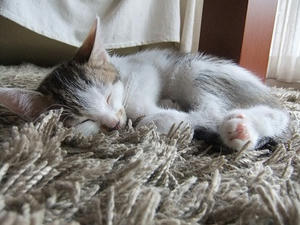 DSCF8480.JPG