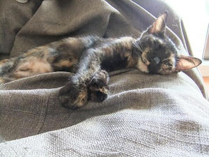 DSCF9293.JPG