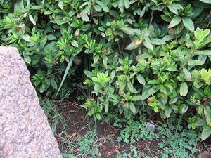 DSCF9693.JPG