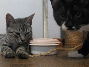 DSCF9701.JPG