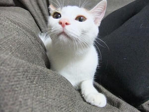 DSCF0089.JPG