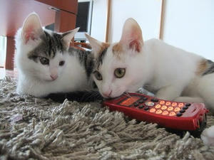 DSCF0181.JPG