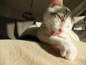 DSCF0216.JPG