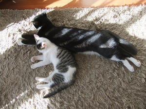 DSCF0245.JPG