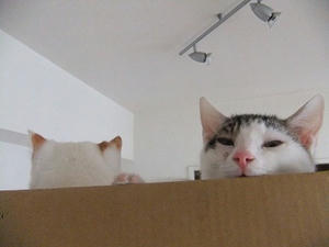 DSCF0305.JPG